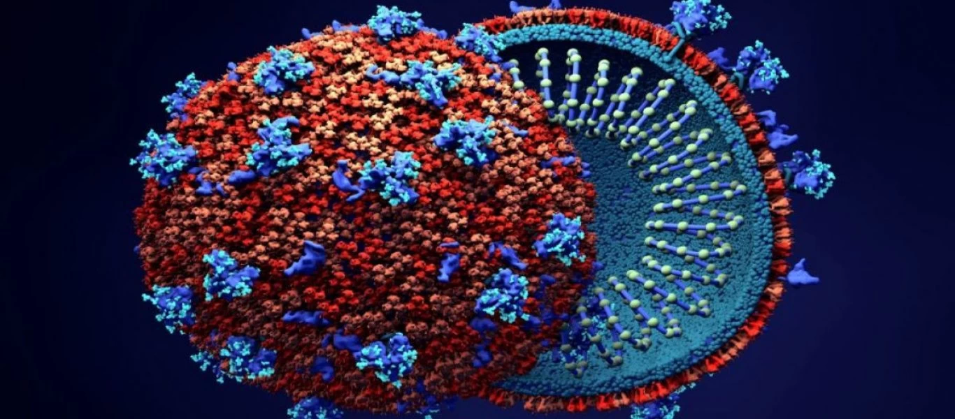 Έτσι αντιδρά το ανοσοποιητικό μας σύστημα στον κορωνοϊό